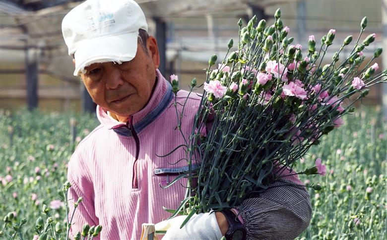 [G500ap］母の日ギフト 産地直送 カーネーション花束