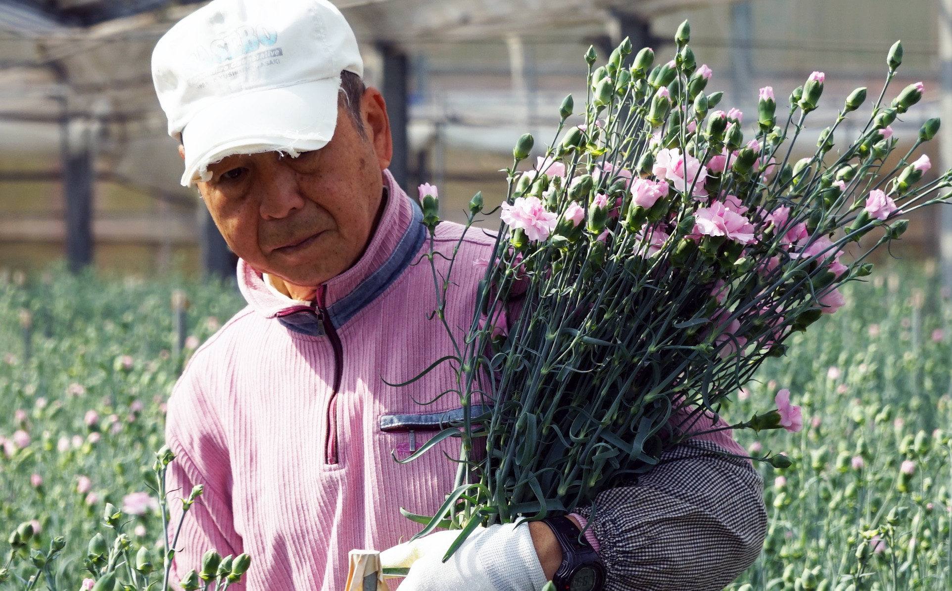 [G294p］鮮度が自慢!花農家直送カーネーション切り花５０本