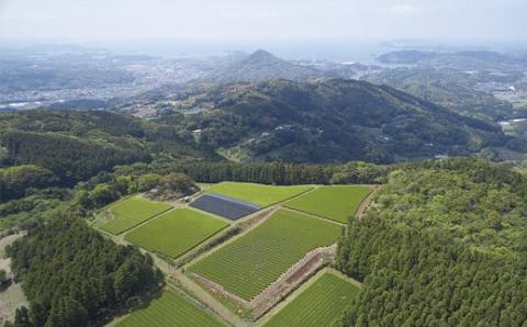 [C240p］黄綬褒章受章無農薬で人気のお煎茶3種セット