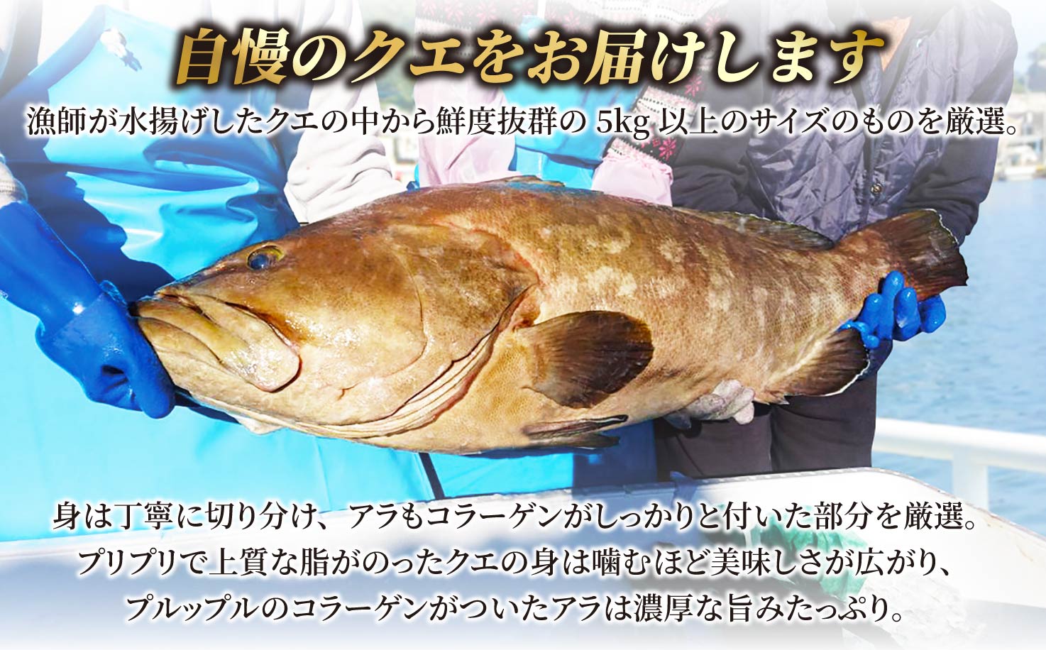 [A452］〈よか魚〉長崎産天然クエ鍋