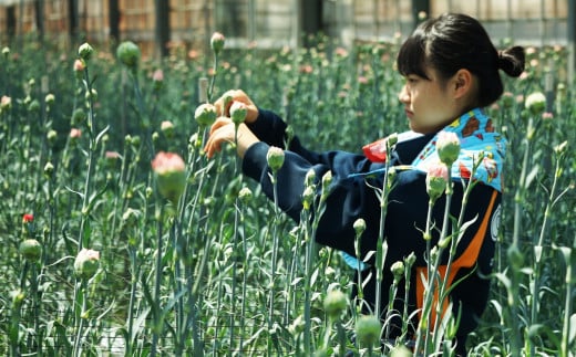 [G294p］鮮度が自慢!花農家直送カーネーション切り花５０本