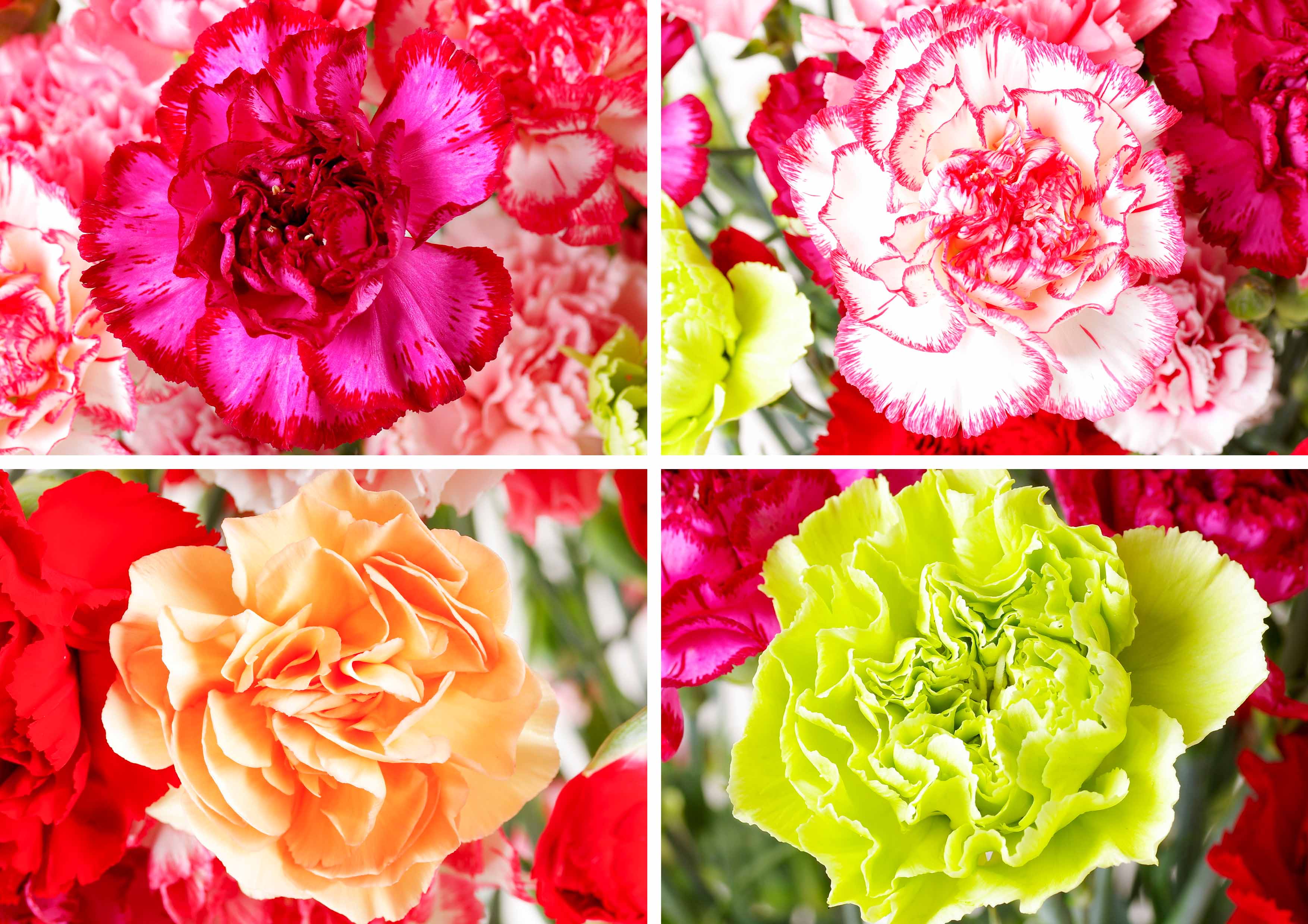 [G500ap］母の日ギフト 産地直送 カーネーション花束