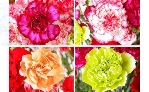 [G294p］鮮度が自慢!花農家直送カーネーション切り花５０本