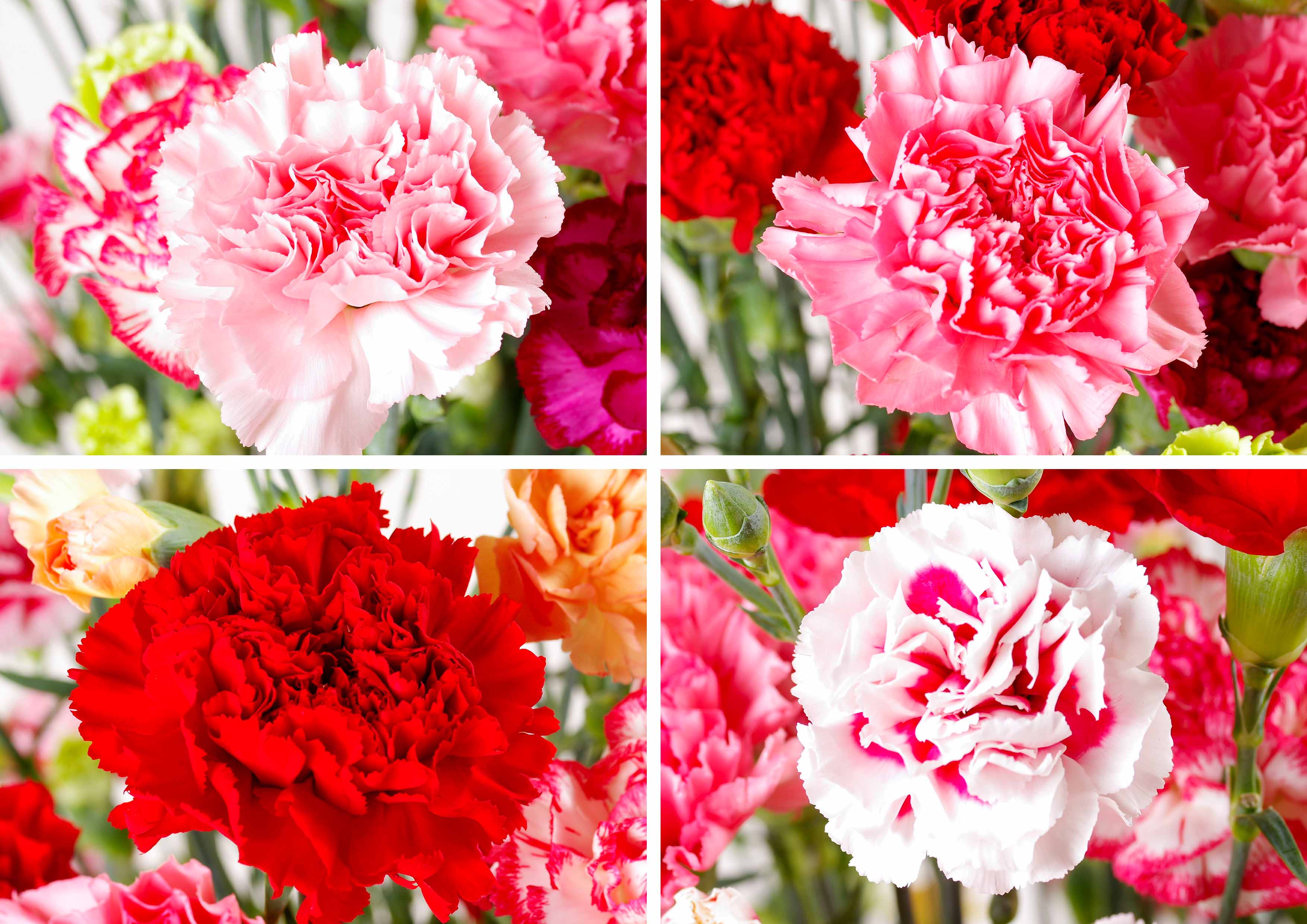 [G500ap］母の日ギフト 産地直送 カーネーション花束