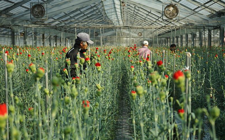 [G294p］鮮度が自慢!花農家直送カーネーション切り花５０本