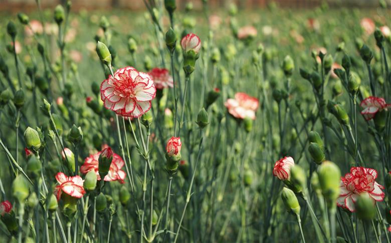 [G294p］鮮度が自慢!花農家直送カーネーション切り花５０本