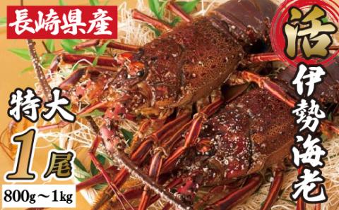 [A106p］長崎県産特大活き伊勢海老1尾