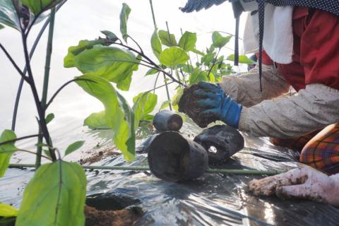 BF004【令和8年度出荷分】皮までおいしい！島原 大長ナス 5kg [ なす ナス 茄子 なすび 野菜 長ナス 天ぷら 焼き茄子 味噌汁 産地直送 長崎県 島原市 ]