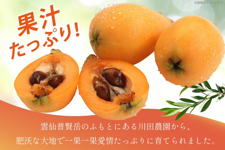 AF220【令和8年度出荷分】果汁たっぷり！川田さん家の温室栽培びわ 500g [びわ ビワ フルーツ 果物 長崎県 島原市]