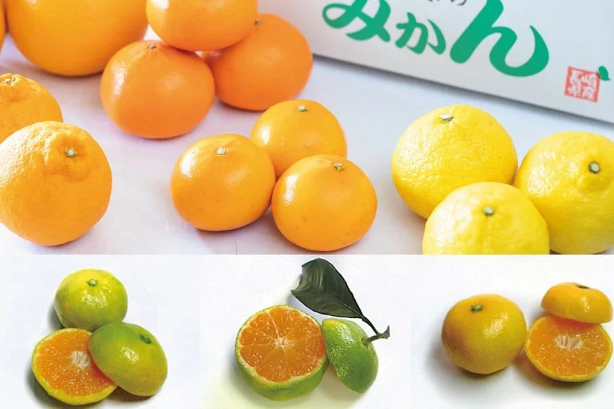 CA040 雲仙普賢岳の風が育む みかんセット 12kg [みかん ミカン 旬 12キロ 長崎県 島原市]