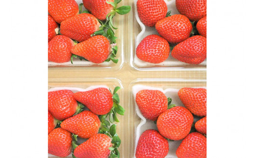 AE133【期間限定】野菜ソムリエselection 特選いちご｢恋みのり｣｢ゆめのか｣（2Lサイズ・各2パック）