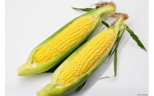 AE155 とうもろこし おおもの スーパースイートコーン 約4kg 【3Lサイズ以上！】
