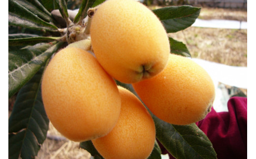 AF220【令和8年度出荷分】果汁たっぷり！川田さん家の温室栽培びわ 500g [びわ ビワ フルーツ 果物 長崎県 島原市]