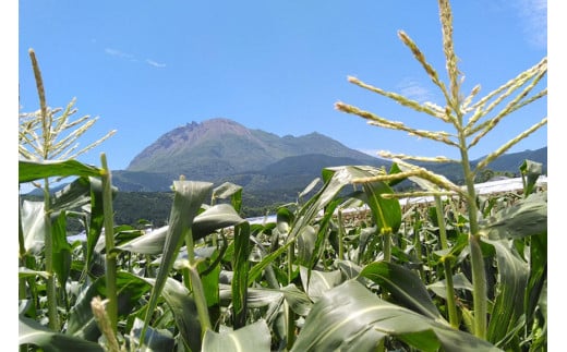 AG034　【令和8年度出荷分】5月下旬から出荷！「朝どれバイカラーコーン！」L×11～15本セット