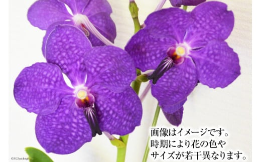 AG052希少な花　「華やかな恋」の予感　翡翠蘭（バンダ）　切り花５本セット
