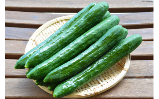 AG063【令和8年度出荷分】【秀品】新鮮 朝採りきゅうり 2kg以上 [ きゅうり 野菜 サラダ 漬物 酢の物 長崎県 島原市 ]