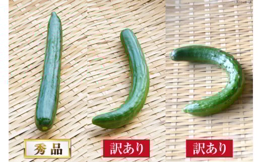 AG064【令和8年度出荷分】【訳あり】新鮮 朝採りきゅうり 2kg以上 [ きゅうり 野菜 サラダ 漬物 酢の物 長崎県 島原市 ]