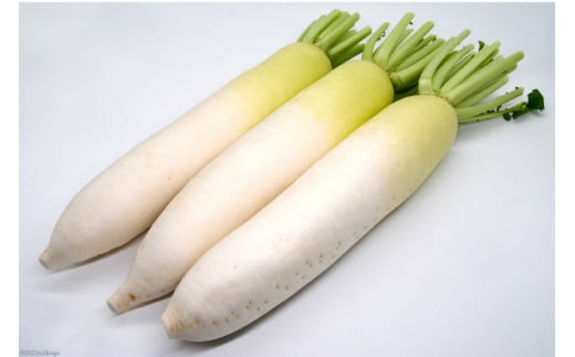 AG080 酒井農園の冬大根 3kg以上（3本入）