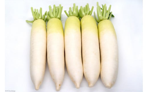 AG081 酒井農園の冬大根 5kg以上（5本入）