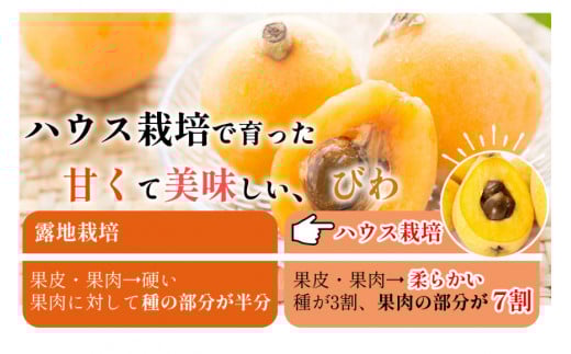 AH093 【期間限定発送】長崎県産 ハウスびわ 約500g 化粧箱入り [ フルーツ 果物 くだもの びわ ビワ 枇杷 数量限定 季節限定 初夏 冷蔵 長崎県 島原市 ]