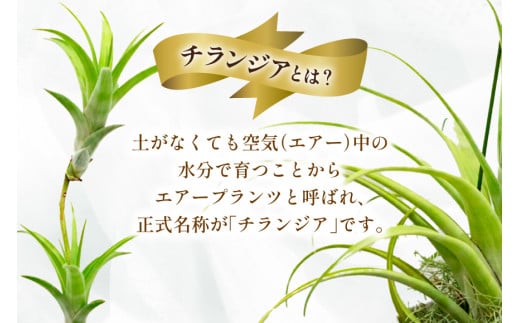 AI176 鉢植えで飾る チランジア フレクスオーサ  [ 観葉植物 インテリア エアープランツ エアプランツ 鉢植え 植物 ガーデン グリーン おしゃれ 北尾洋蘭園 長崎県 島原市 ]