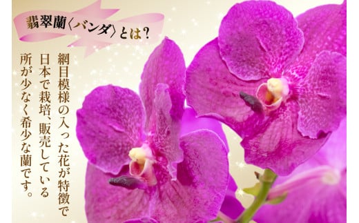 AI179 希少な花 心躍る「華やかな恋」の予感 翡翠蘭(バンダ)1株 花付き ピンク [ 植物 花 ガーデン 希少 インテリア かわいい 個性的 北尾洋蘭園 長崎県 島原市 ]