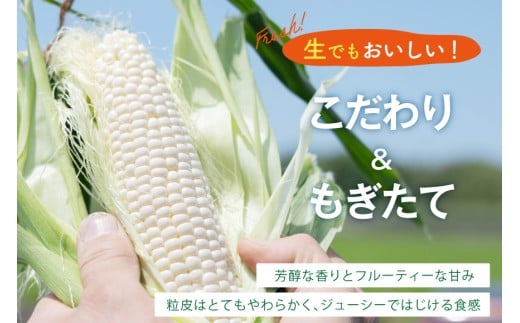 AI206【令和8年度出荷分】とうもろこし スイートコーン ホワイト 2L~3Lサイズ 11本~12本 計5kg [ トウモロコシ コーン ホワイトコーン 野菜 5キロ さかいさんち SAKAI FARM 長崎県 島原市 ]