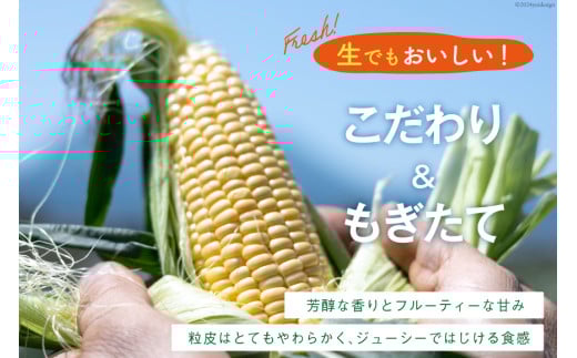 AI207【令和8年度出荷分】とうもろこし スイートコーン イエロー 2L~3Lサイズ 11本~12本 計5kg [ トウモロコシ コーン ゴールドラッシュ 野菜 5キロ さかいさんち SAKAI FARM 長崎県 島原市 ]