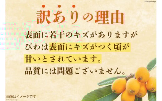 AI208【期間限定発送】訳あり 長崎 びわ 500g 温室ハウス栽培 長崎早生 [ フルーツ 枇杷 ビワ 果物 化粧箱入り 季節限定 99アイランドファーム 長崎県 島原市 ]