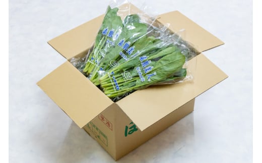 AI327 定期便 6回 ほうれん草 30束 [ 野菜 ホウレン草 やさい ホウレンソウ 冷蔵 葉物野菜 田中農園 長崎県 島原市 ]