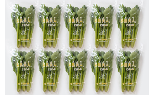 AI331 定期便 12回 小松菜 10束 [ 野菜 こまつな やさい 冷蔵 葉物野菜 田中農園 長崎県 島原市 ]