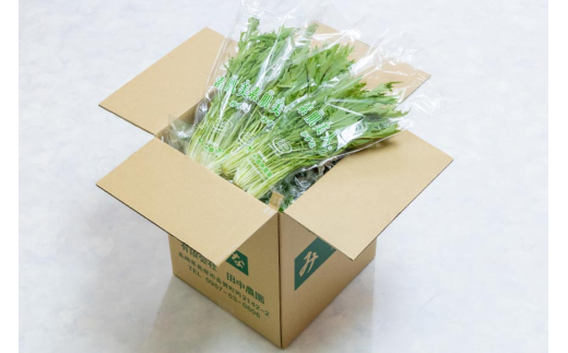 AI338 定期便 3回 水菜 30束 [ 野菜 みずな サラダ やさい 冷蔵 葉物野菜 田中農園 長崎県 島原市 ]