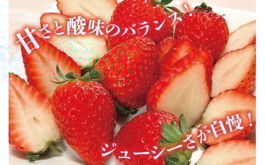 AI377 【2025年12月発送開始】いちご ほおばるベリー 約 1kg 250g 4パック [ 苺 イチゴ 1キロ 甘い おいしい あまい フルーツ 果物 出田農円 長崎県 島原市]