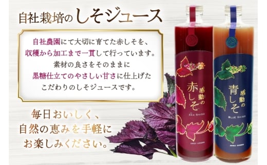 AJ308 感動の赤しそジュース 瓶 720ml 感動の青しそジュース 瓶 720ml [ しそジュース 紫蘇ジュース 赤しそ 青しそ 長崎県 島原市 ]