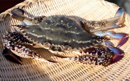 BA061 天然の好漁場・肥沃な海の贅沢な恵み 有明海のカニ [ かに カニ 蟹 ワタリガニ 渡り蟹 ガネ 冷蔵 島原漁業協同組合 長崎県 島原市 ]