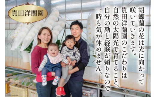 BB061気品高く咲き誇り続ける　島原の”蘭”3本立8号鉢36輪