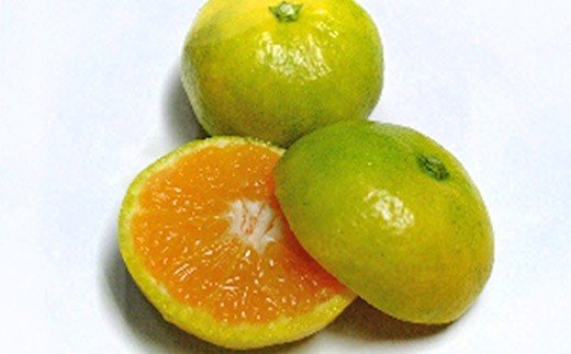 ※廃番※BD001 限定！森崎果樹園の露地もの青みかん（12kg）[みかん ミカン オレンジ 果物 くだもの フルーツ 酸味 露地もの 青もの 長崎県 島原市]