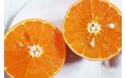 BD021 森崎果樹園自慢の『麗紅（れいこう）』5kg [みかん ミカン れいこう 麗紅 5キロ 果物 森崎果樹園 長崎県 島原市]