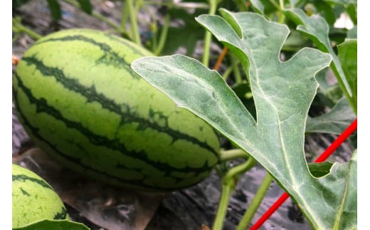 BE276 【令和8年度出荷分】小玉スイカ「うり坊」5kg（1.7kg以上×2～3玉） ～名水百選の里 島原産～