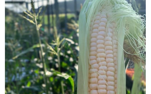 BE278 6月中旬から出荷！「幻の朝どれホワイトコーン！」 Lサイズ以上×5本 ～名水百選の里 島原産～