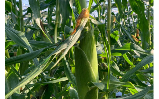 BF112 10月下旬から出荷！「幻の朝どれホワイトコーン！」Mサイズ以上×18本以上【全国的にも珍しい秋季出荷】