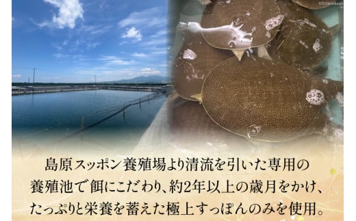 CI116 極上! スッポン鍋 セット 4～5人前 [スッポン すっぽん 鍋 すっぽん鍋]