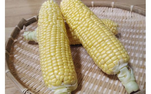 CE280【令和8年度出荷分】 5月下旬から出荷！ 朝どれ スイートコーン L×5本セット(1.8kg入) ～名水百選の里 島原産～