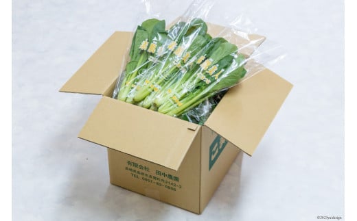 CH014 小松菜 150g×30束
