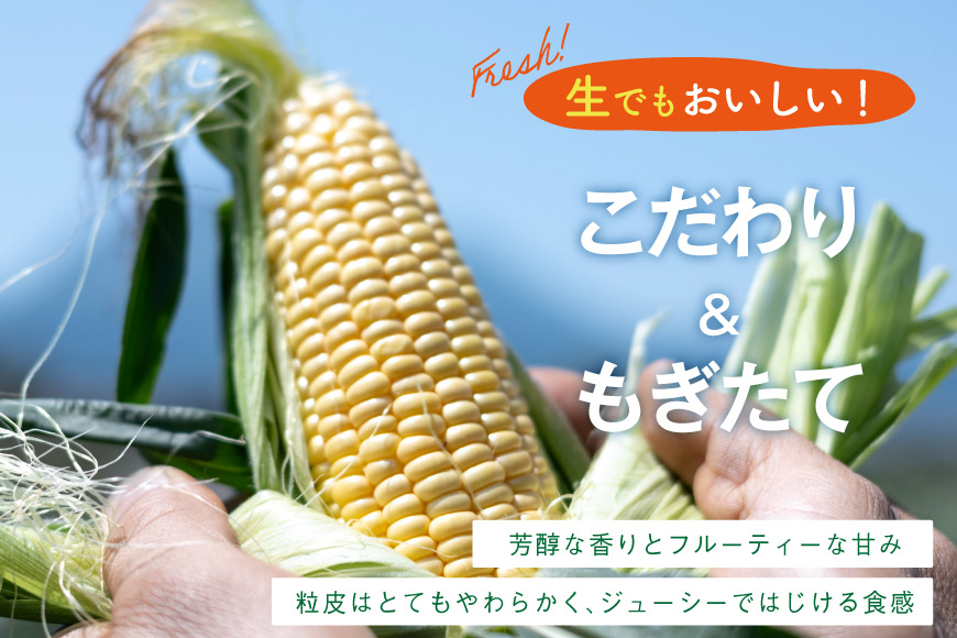 AJ454【令和8年度出荷分】 とうもろこし スイートコーン イエロー 2kg 5本 2Lサイズ [ トウモロコシ コーン ゴールドラッシュ 野菜 2キロ さかいさんち SAKAI FARM 長崎県 島原市 ]