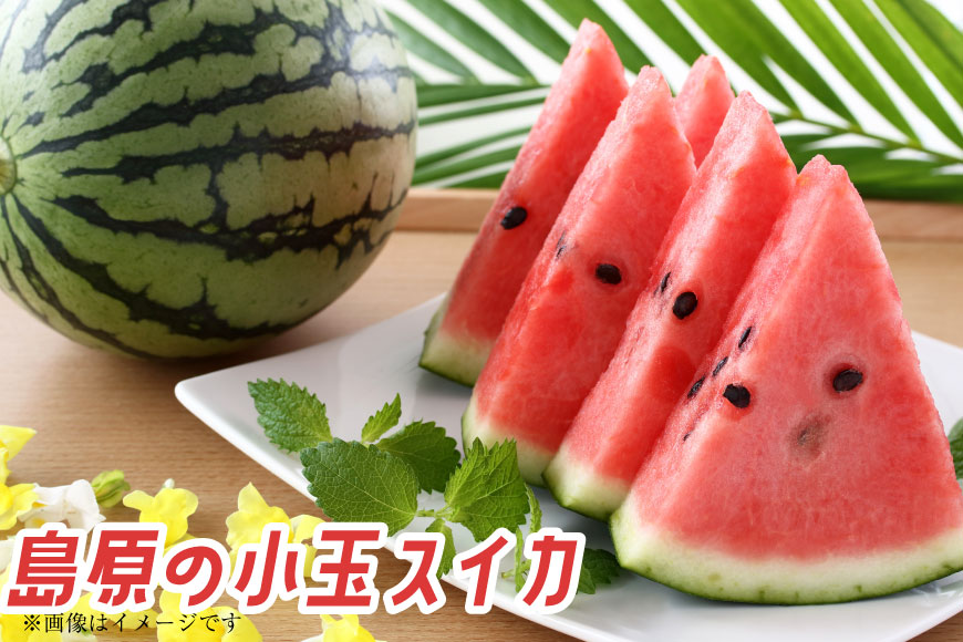 AJ462 【令和8年度出荷分】 Farm honda 小玉スイカ 3～5玉 約10kg [ 先行予約 数量限定 小玉 スイカ 西瓜 フルーツ 果物 長崎 長崎県 島原市 ]