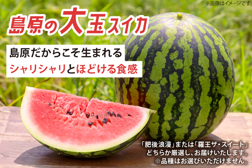 AJ698 【令和8年出荷分】 Farm honda 大玉スイカ 1玉 8kg以上 [ スイカ すいか 西瓜 大玉すいか 肥後浪漫 羅皇ザ・スイート 羅王 ラオウ らおう あまい 本多光則農園 長崎県 島原市]