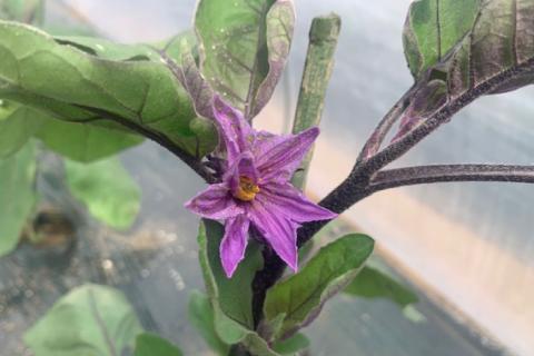 BF004【令和8年度出荷分】皮までおいしい！島原 大長ナス 5kg [ なす ナス 茄子 なすび 野菜 長ナス 天ぷら 焼き茄子 味噌汁 産地直送 長崎県 島原市 ]