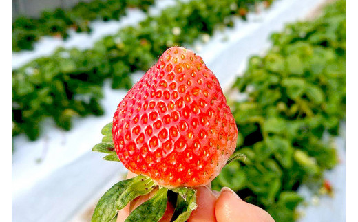 AE133【期間限定】野菜ソムリエselection 特選いちご｢恋みのり｣｢ゆめのか｣（2Lサイズ・各2パック）