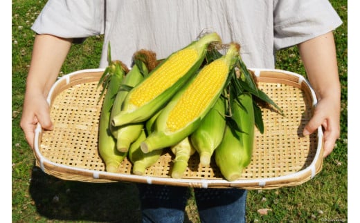 AE218 とうもろこし おおもの スーパースイートコーン 約8kg 【3Lサイズ以上！】